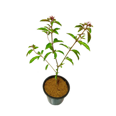 Buy Online: Hamelia Plant - Elevate your garden with vibrant and attractive blooms, Order Hamelia Plant Online: Enhance your landscape with this beautiful flowering shrub, Purchase Hamelia Plant: Add a touch of elegance to your outdoor space effortlessly