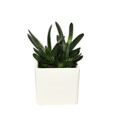 Haworthia Succulent Plant Gift in Square Ceramic Pot