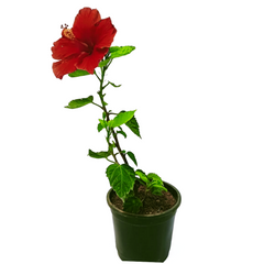 Buy Online: Hibiscus Plant - Add vibrant blooms to your garden with this exquisite flowering shrub, Order Hibiscus Plant Online: Elevate your landscape with the tropical beauty of this captivating flowering plant, Purchase Hibiscus Flowering Plant Online: Enhance your outdoor space with the stunning colors of hibiscus blooms