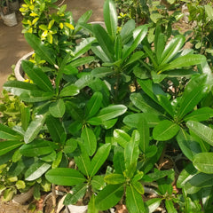 Plumeria Champa White Plant