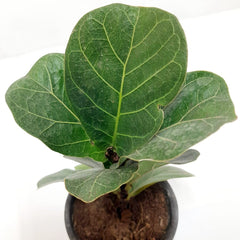 Buy Fiddle Leaf Fig tree for indoor greenery online, Ficus Lyrata available for online purchase, Order your Fiddle Leaf Fig plant for home delivery, Online store - Ficus Lyrata plant for sale 
