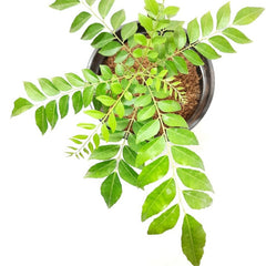 buy online fresh curry leaves, online kadi patta for home, curry patta at lowest price, live curry leaves
