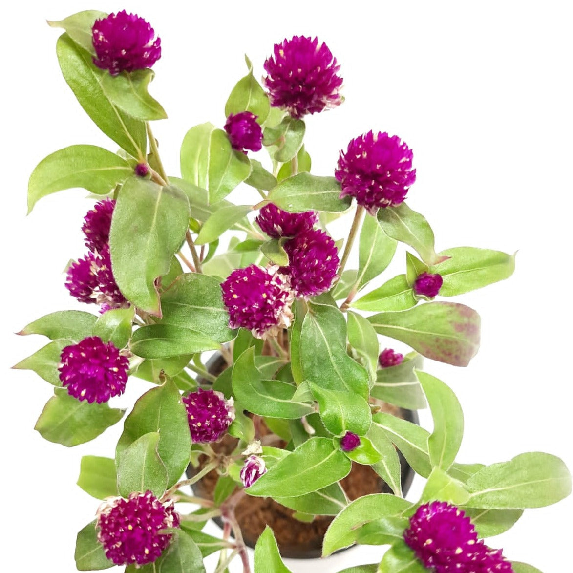 Gomphrena Haageana – Shop Online for Your Garden, Gomphrena Variety for Sale – Easy-Care Ornamental Plant, Buy Gomphrena Seeds Online – Start Your Garden Project, Globe Amaranth Plant for Online Purchase