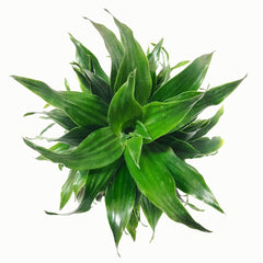 Unique Hawaiian Foliage Available for Online Order, Explore Green Compactor Hawaiian Plants – Convenient Shopping, Buy Hawaiian Greenery Online – Adding to Your Botanical Collection, Unique Foliage of Green Compactor Hawaiian Plant – Online Purchase
