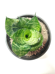Snake Plant Green Dwarf