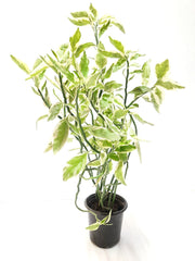 Pedilanthus Plant