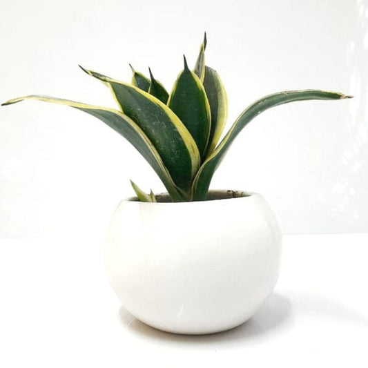 Snake Golden Dwarf Plant in Round Ceramic Pot