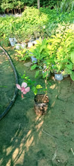 Acquire Hibiscus Plant Online: Explore a variety of hibiscus species for a colorful and thriving garden, Buy Online: Hibiscus Plant - Add vibrant blooms to your garden with this exquisite flowering shrub, Order Hibiscus Plant Online: Elevate your landscape with the tropical beauty of this captivating flowering plant