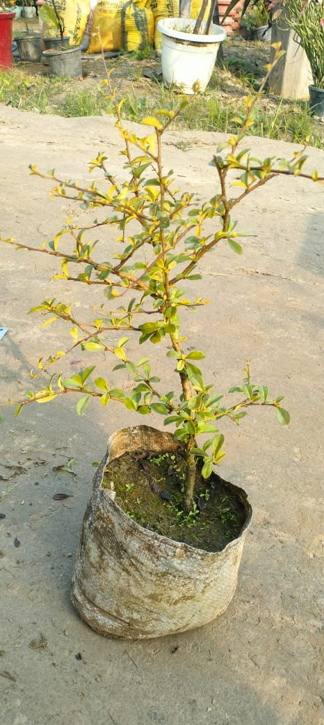 Malpighia Plant