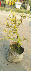 Malpighia Plant