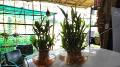 Lucky Bamboo Plant in Designer Glass Pot