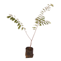 imli plant on sale, best tamarindus indica plant on sale, online plants, new imli plants near you, buy now best imli plants