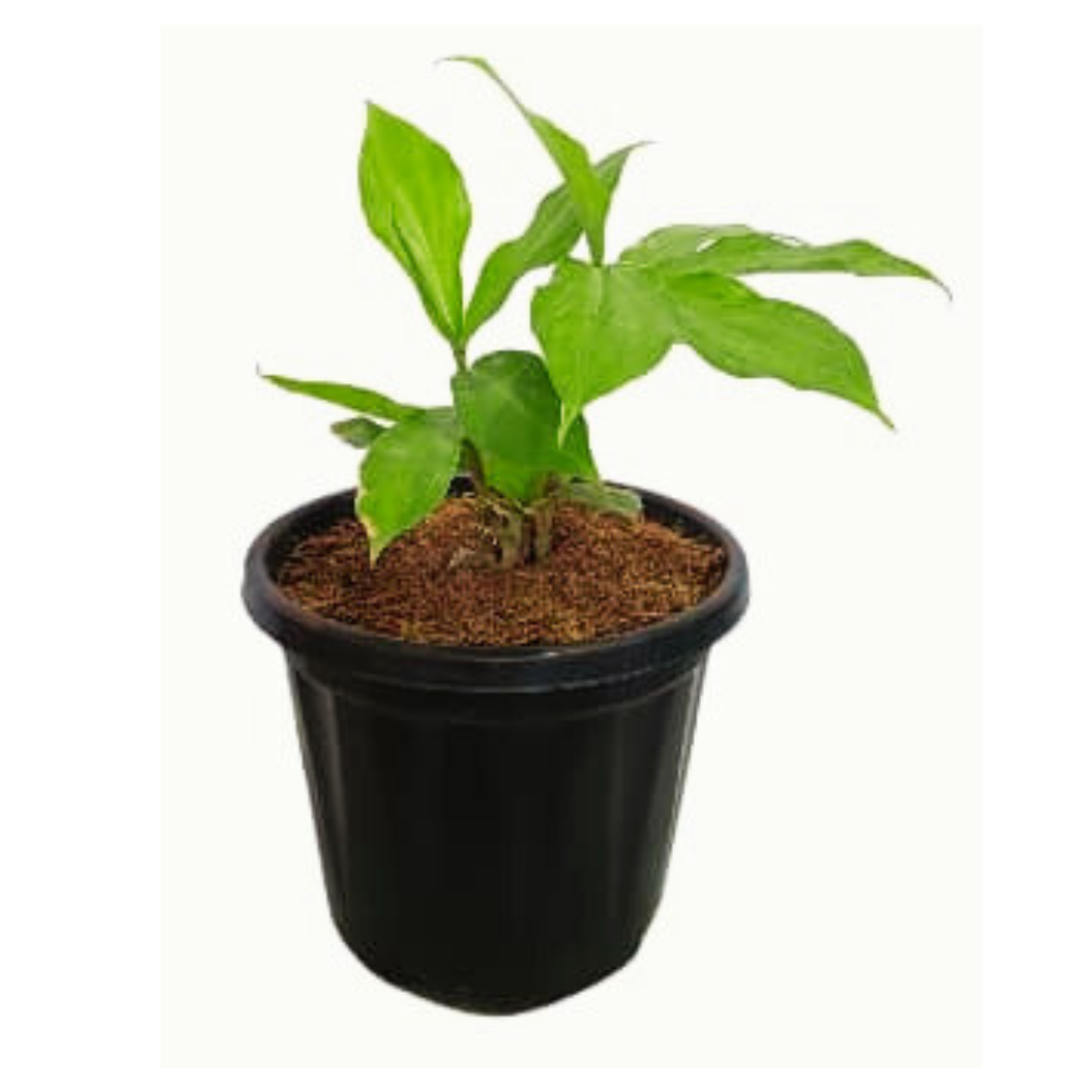 Purchase Insulin Plant Online: Medicinal Herb Acquisition, Buy Insulin Plant: Online Health-Focused Transaction, Shop for Insulin Plant: Internet-based Medicinal Herb Purchase, Acquire Insulin Plant Online: Health-conscious Buying Option