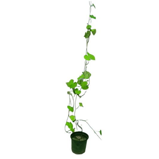 Order Ipomoea Indica Plant Online: Web-based Botanical Procurement, Add Ipomoea Indica Plant to Cart: Virtual Garden Enhancement, Purchase Ipomoea Indica Plant Online: Botanical Acquisition, Shop for Ipomoea Indica Online: Internet-based Botanical Buying