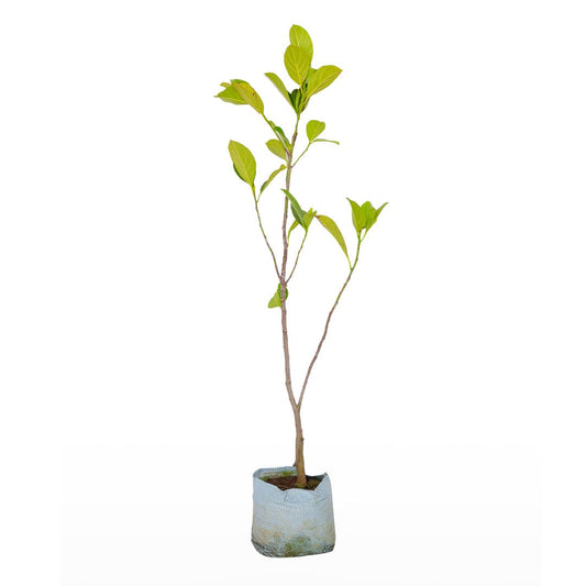 Buy Jack Fruit Live Nursery Plant โ Flower plant online at Limkrt India