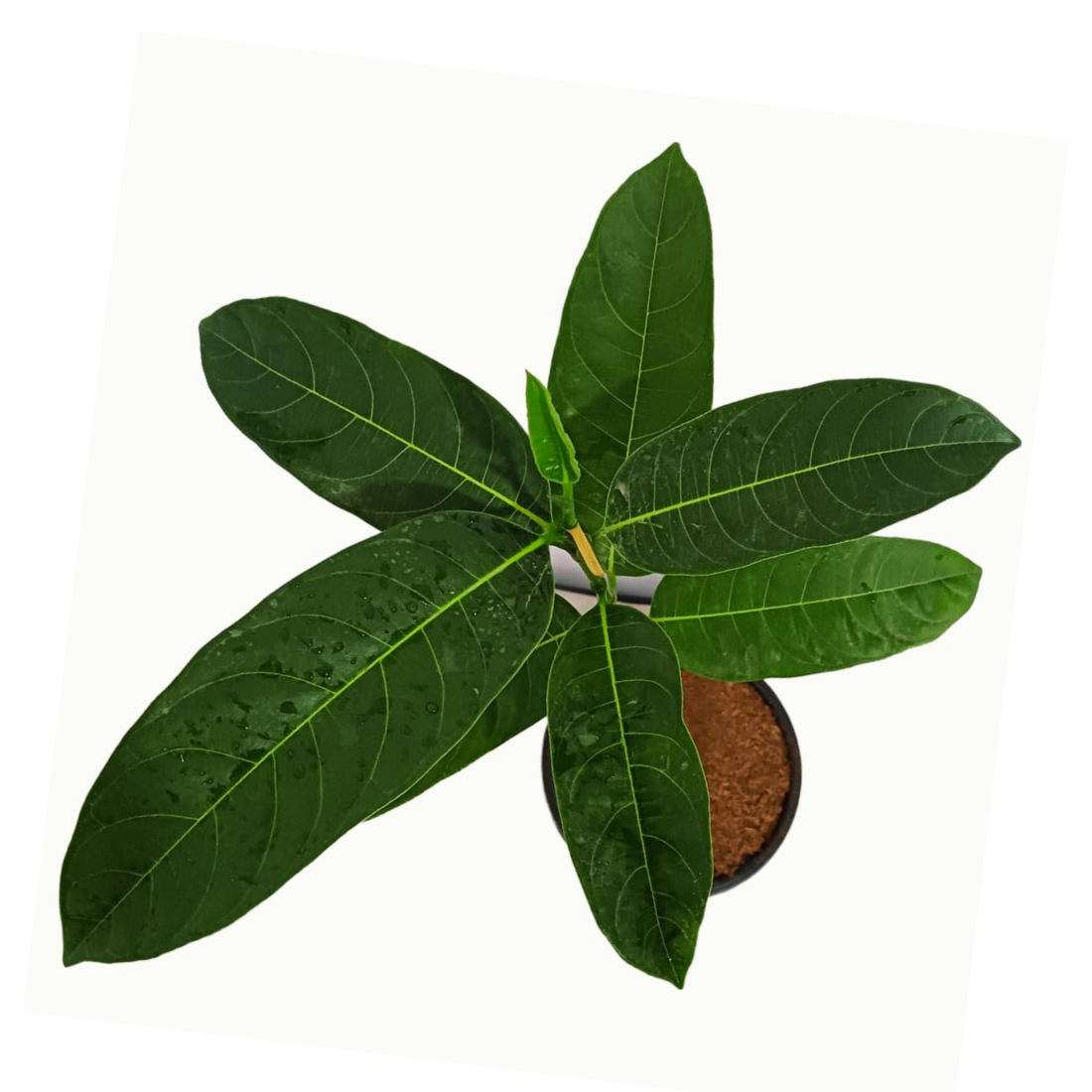 Purchase Jackfruit Plant: Tropical Fruit Tree Acquisition, Buy Jackfruit Sapling: Online Horticultural Investment, Obtain Jackfruit Plant: Digital Fruit Tree Transaction