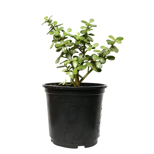 Jade Plant with Pot