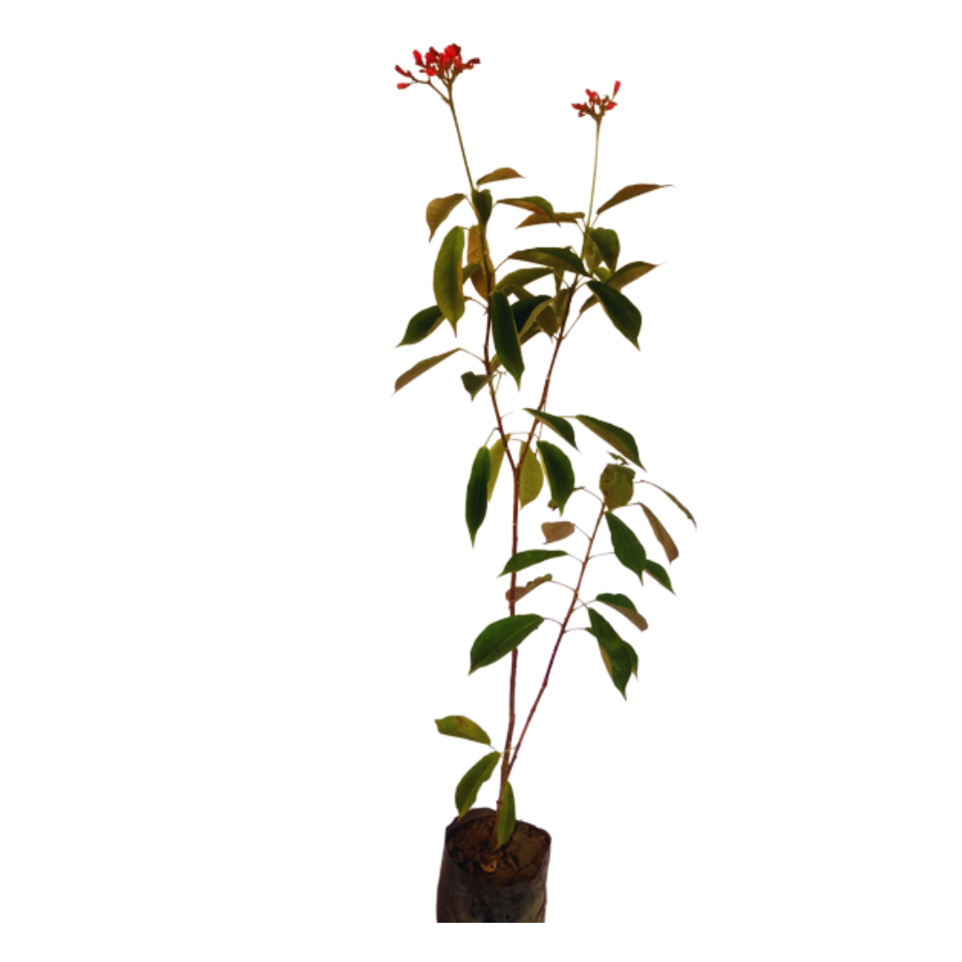 Purchase Jatropha Plant Online: Botanical Acquisition, Buy Jatropha Shrub: Online Horticultural Investment, Obtain Jatropha Plant: Digital Botanical Transaction