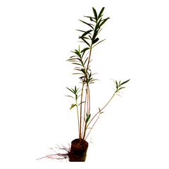 buy online bauhinia plant, new kachnar plant, garden nursery in ghaziabad, buy online plants nursery