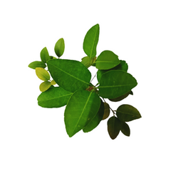 Kaffir Lime Leaf: Zesty Ingredient in Southeast Asian Cuisine, Gandharaj Lime Citrus: Refreshing Aroma for Culinary Creations, Kaffir Lime Fruit: Tangy Citrus Essential in Thai Cooking, Gandharaj Lime Leaf: Aromatic Addition to Indian Dishes
