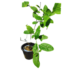 lemon treen on sale, new fresh lemon tree