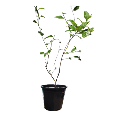 buy online kagzi nimboo plant, nimboo plant