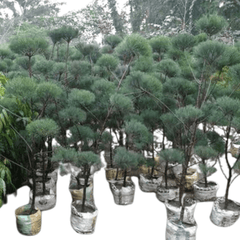 Kajorina - Tapori / Casuarina Topiary Plant