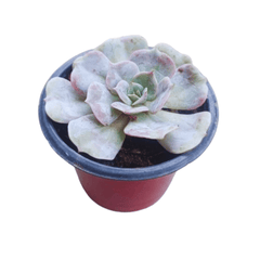 Echeveria Lilacina Succulent Plant