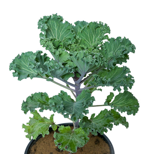 Photo of kale plant foliage with curly edges