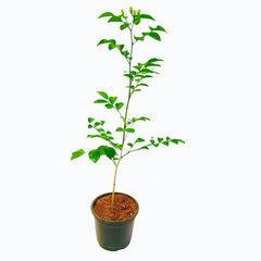 Kamini Murraya / Orange Jasmine Plant
