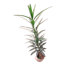 buy online kaner plant, best kaner plant on sale