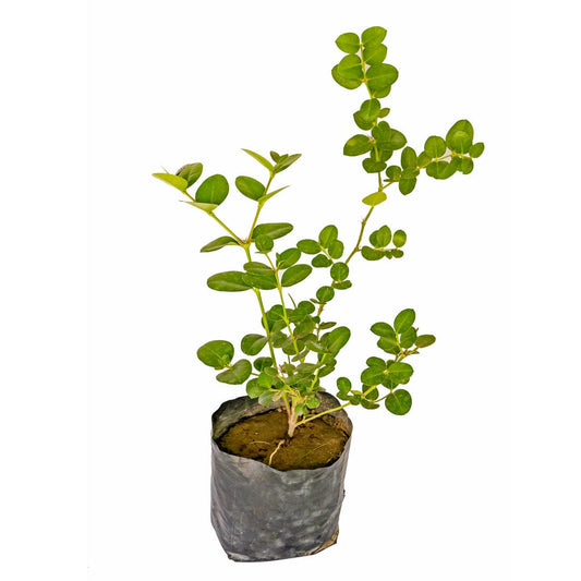 Karounda Plant