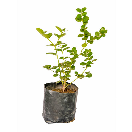 Karounda Plant
