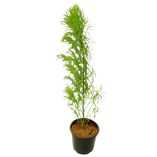 Kochia plant online, fresh kochia plant online at lowest price