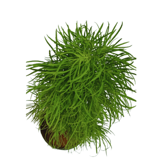 Kochia plant live