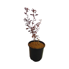 Graptophyllum / Lalsa Plant