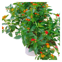 buy online laltena camara plant online