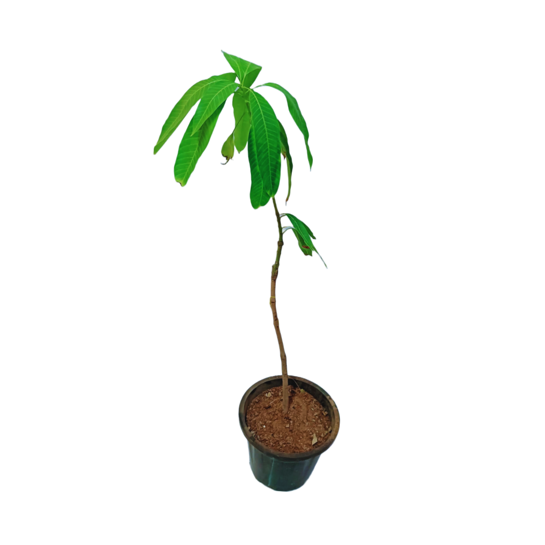buy online langra mango plant, shop now best mango plant