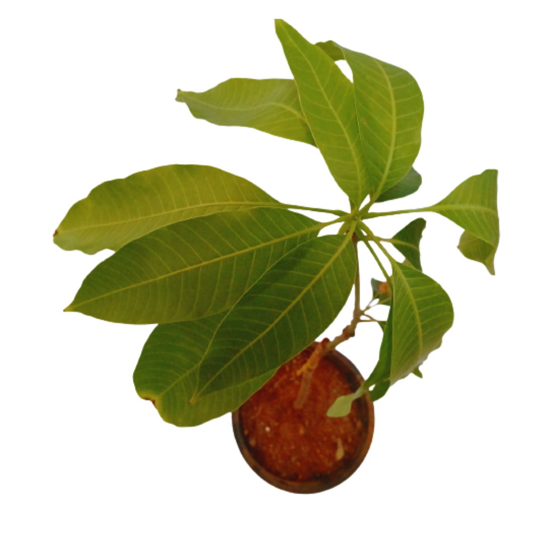 buy now live langra mango plant on sale