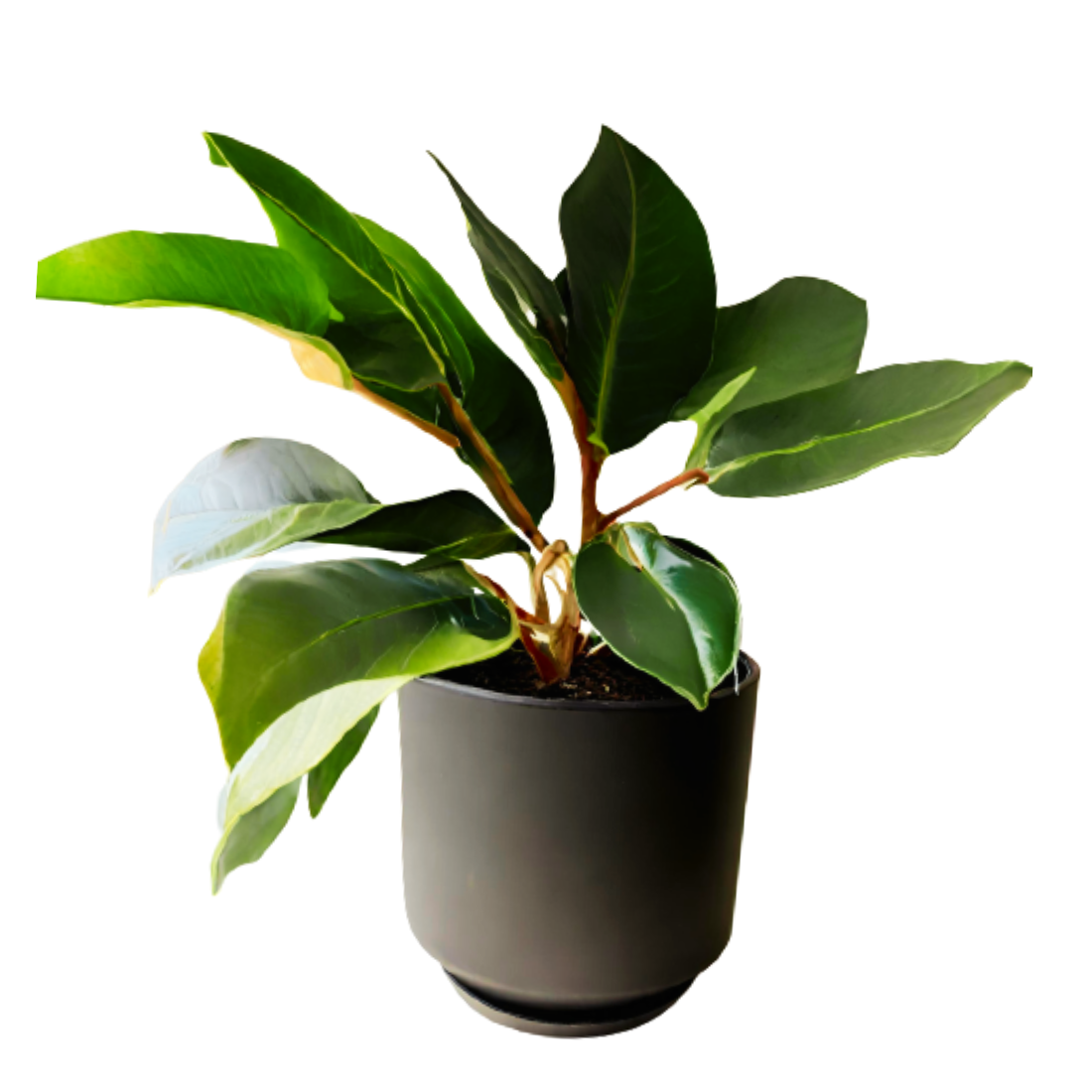 buy online rubber plants, rubber plant for home, best indoor plant, online indoor plants, Ficus elastica plants