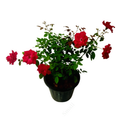 buy online kashmeeri rose plant 