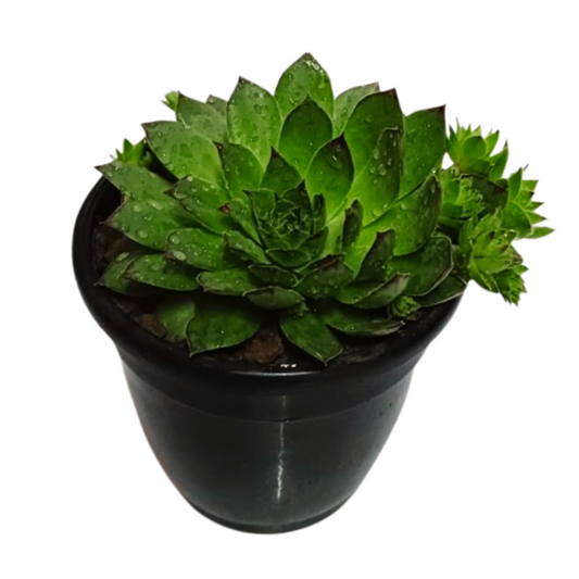 Laxmi Kamal - Succulent Plant