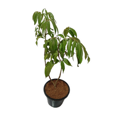 buy online litchi plant on sale, shop for best litchi tree at lowest price