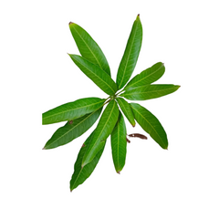 Mango Amrapali Plant