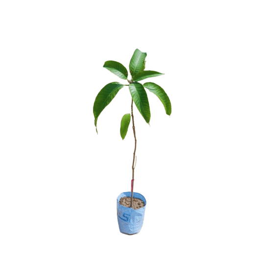 Mango Chausa Plant