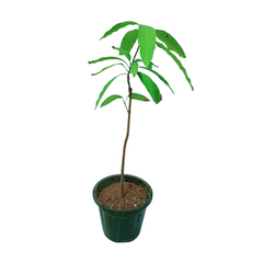 Mango Himsagar Plant