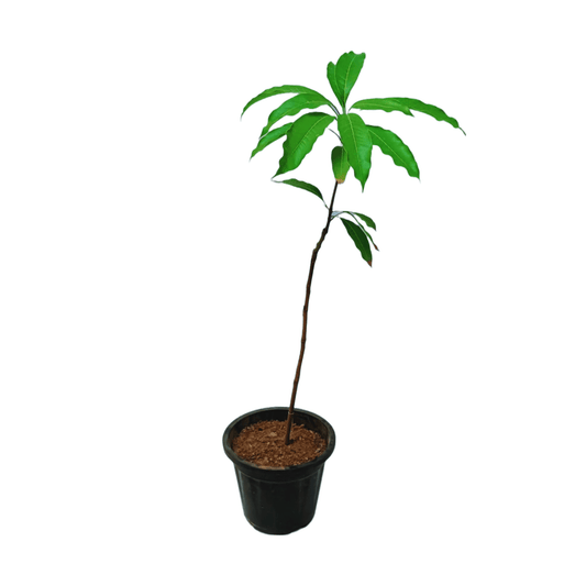Mango Mallika Plant
