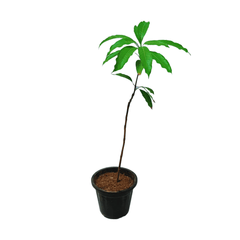 Mango Mallika Plant