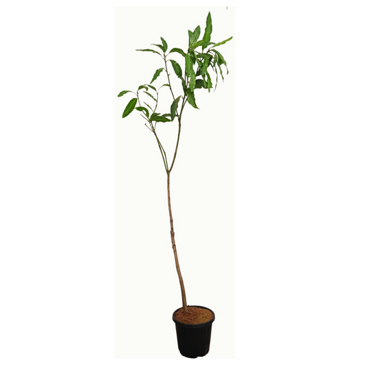 Mango Dashari Plant