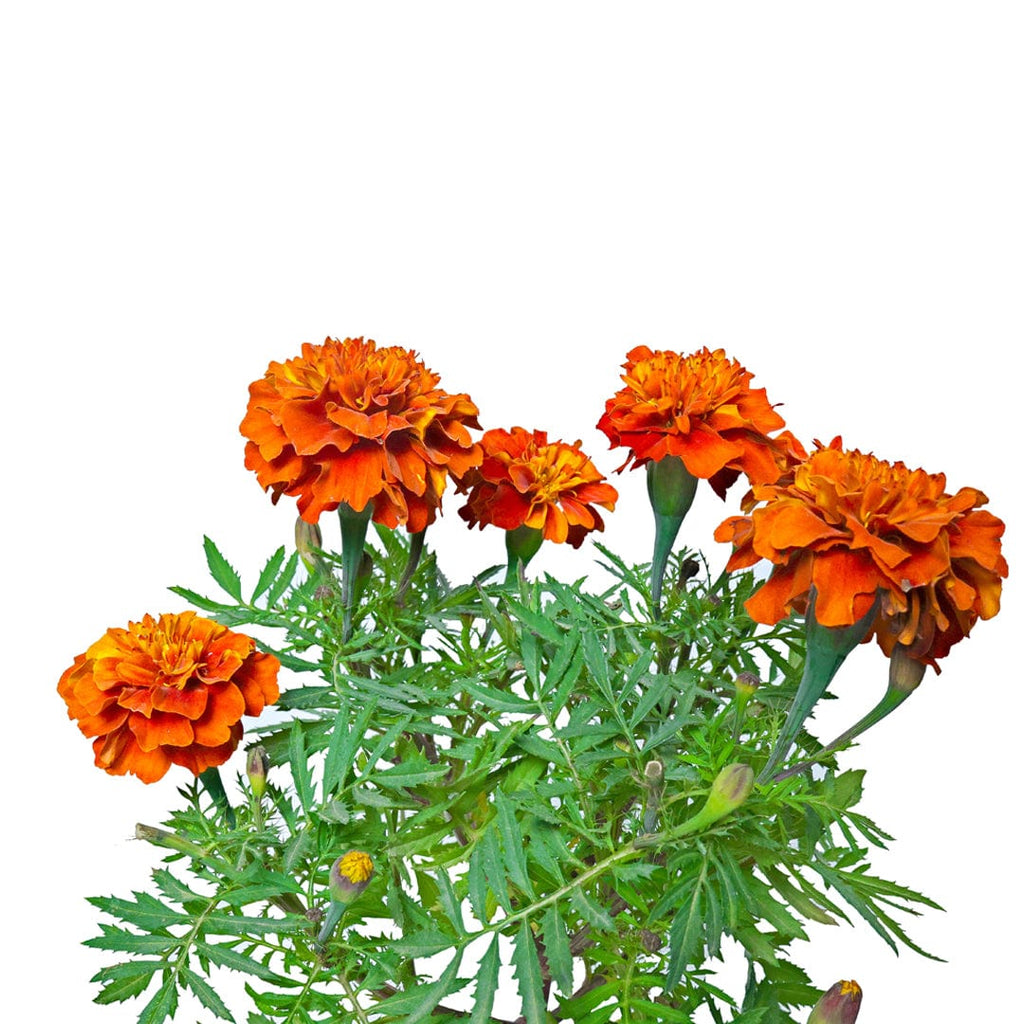 Marigold Red Orange Plant ManBhawan Nursery marigold-red-orange-plant-manbhawan-nursery